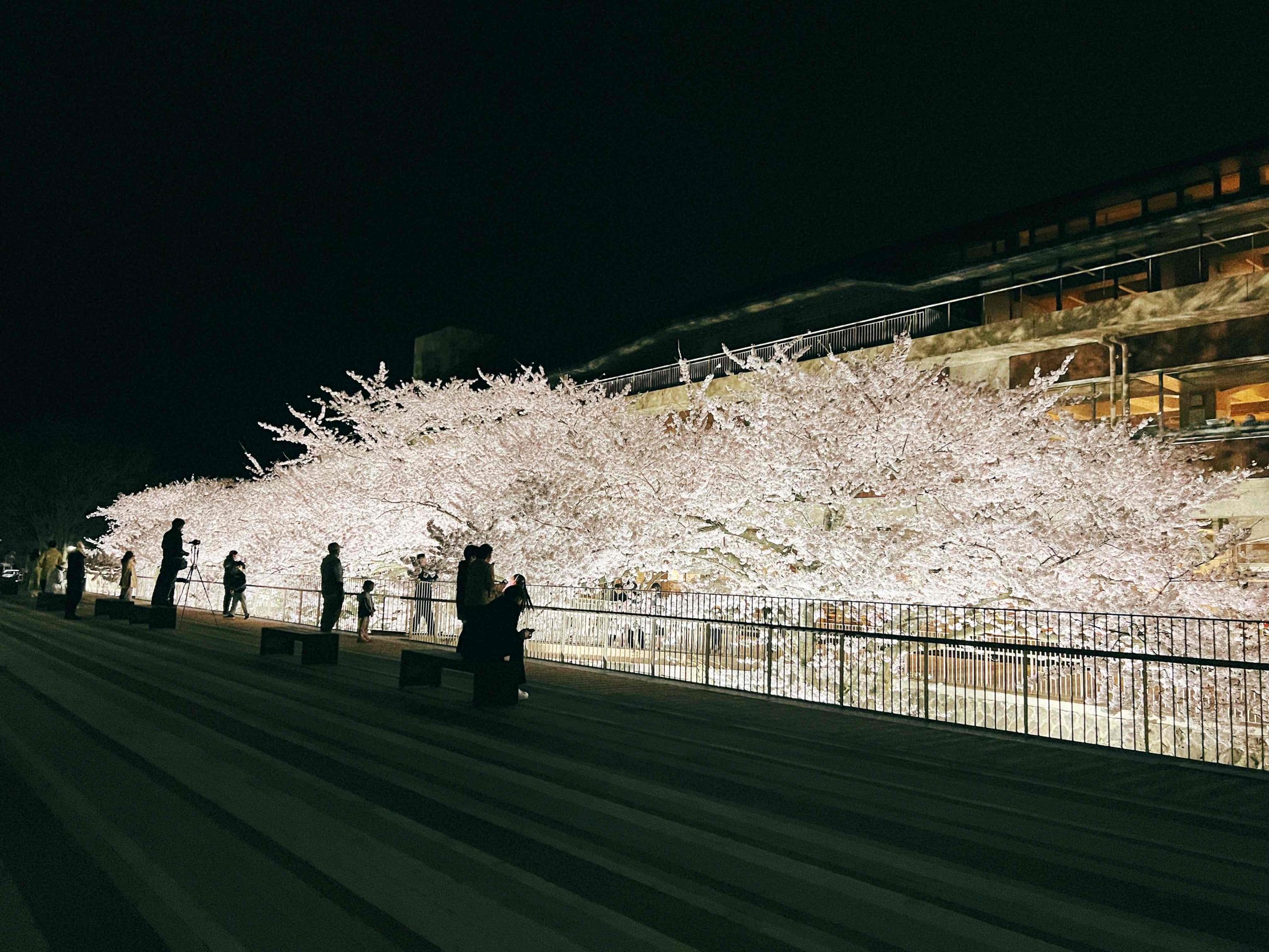 市役所　桜満開です?